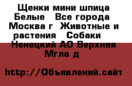 Щенки мини шпица Белые - Все города, Москва г. Животные и растения » Собаки   . Ненецкий АО,Верхняя Мгла д.